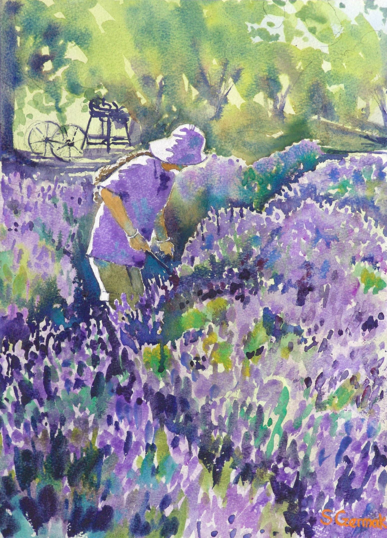 Lavender Farm, Australia